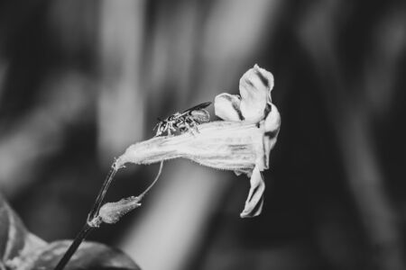 Small orange and black bee feeding on a blossoming white and purple flower, Ishasha, Ugandaの写真素材
