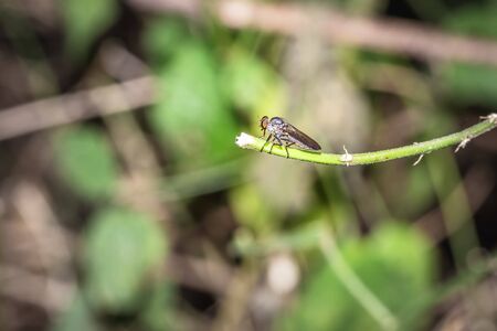 Large fly with red eyes resting on a green plant, Uganda, Africaの写真素材