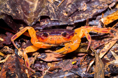 Orange mangrove crab on the beach, Madagascarの写真素材