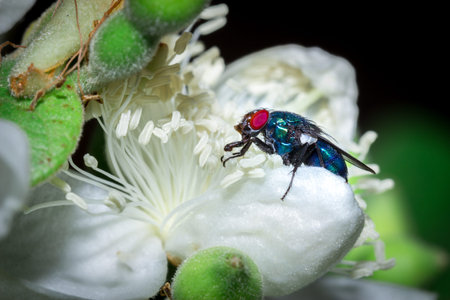 Fly with red eyes resting on a white  flower, Nosy Komba, Madagascar