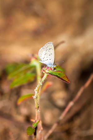 Beautiful Clover Blue butterfly (ziziana antanassa) sitting on a flower drinking nectar, Nosy Komba, Madagascarの写真素材