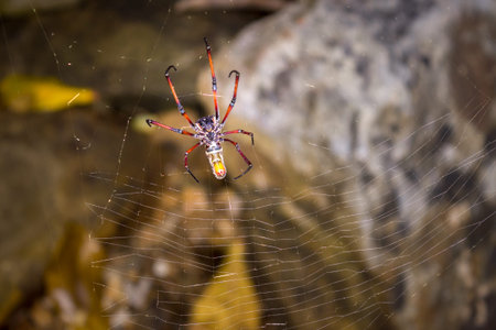 Yellow and orange female Golden orb-web spider (Nephila spp.) sitting on a web, Nosy Komba,...