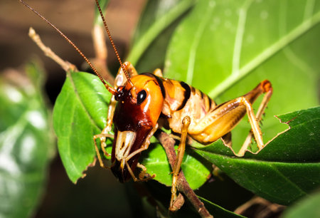 Madagascar King Cricket (Anostostomatidae) sitting resting, Nosy Komba, Madagascar