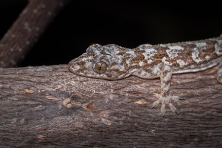 Common house gecko (Hemidactylus spp) lying on a tree branch, Nosy Komba, Madagascar