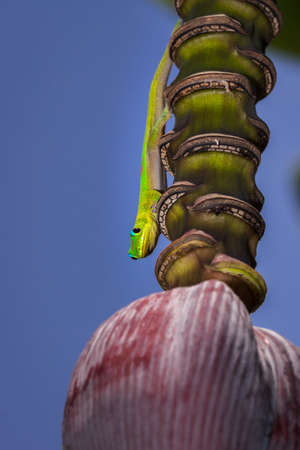 Gold dust day gecko (Phelsuma laticauda) licking a banana tree flower, Nosy Komba, Madagascarの写真素材