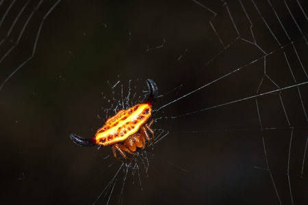 Yellow and orange horned star spider (Gasteracantha thorelli) sitting in a spiders web, Nosy Komba,...
