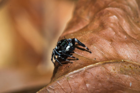 Black and White striped Jumping spider (salticidae) sitting on a leaf, Nosy Komba, Madagascar