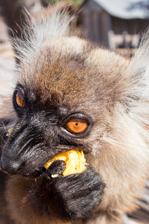 Female Black lemur (Eulemur macaco) sitting in a log with her baby whilst eating a banana, Nosy...