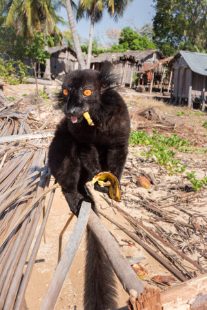 Male Black lemur (Eulemur macaco) climbing on a wooden log eating a banana, Madagascar
