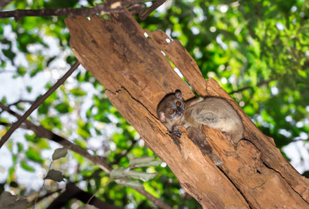Nosey Be Sportive lemur (Lepilemur tymerlachsonorum) sitting in a tree, Nosy Be, Madagascar