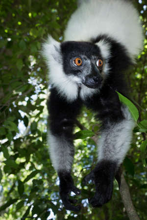Black and white ruffed lemur (Varecia variegata) climbing in a tree, Madagascarの写真素材