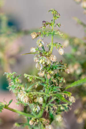 Beautiful male Cannabis (hemp) plant growing, Cape Town, South Africaの写真素材