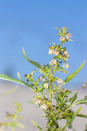 Beautiful male Cannabis (hemp) plant growing, Cape Town, South Africaの写真素材