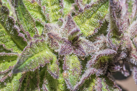 Beautiful female Cannabis (hemp) plant growing, Cape Town, South Africa