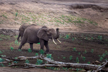 African Elephant (Loxodonta africana) herd grazing on beautiful green acacia bushes and trees, South Africaの写真素材
