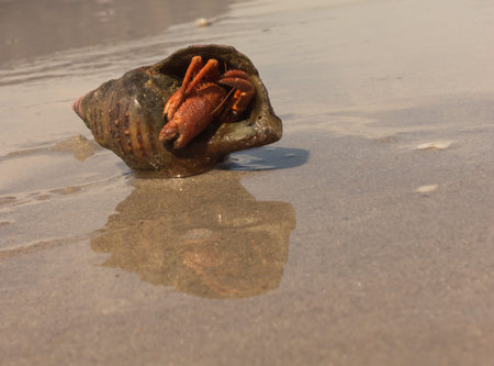Hermit crab hiding in it's shell on the beach, Cape Town, South Africa