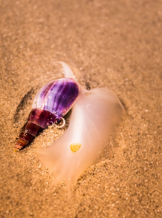 Sea Snail swimming in the shallow water on the beach, Cape Town, South Africa