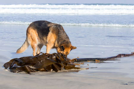 German Shepherd dog running and having fun at the beach, Cape Town, South Africaの写真素材