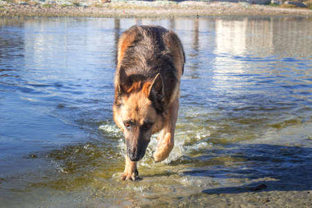German Shepherd dog running and having fun at the beach, Cape Town, South Africaの写真素材
