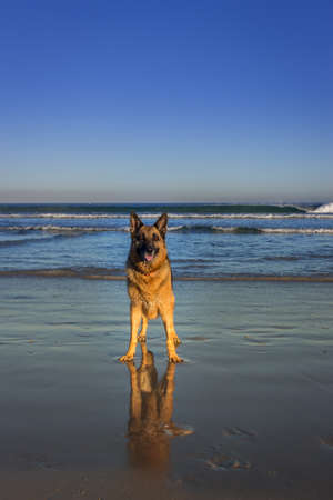 German Shepherd dog running and having fun at the beach, Cape Town, South Africaの写真素材