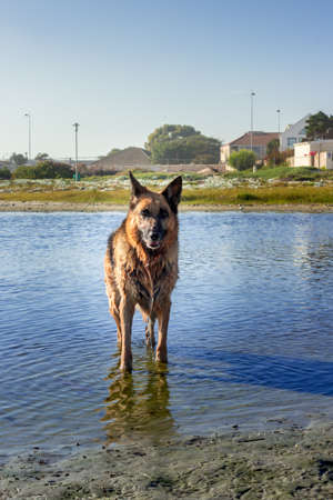 German Shepherd dog running and having fun at the beach, Cape Town, South Africaの写真素材