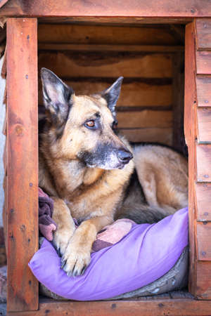 German Shepherd dog lying in a wooden dog house, South Africaの写真素材