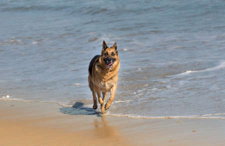 German Shepherd dog running and having fun at the beach, Cape Town, South Africaの写真素材