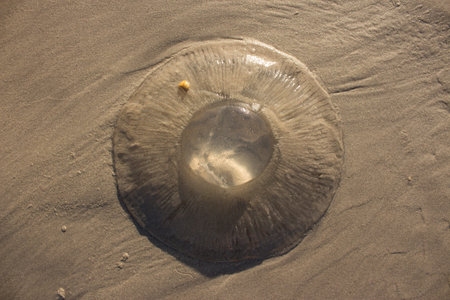 Nomad jellyfish washed up on the beach with Table Mountain in background , Cape Town, South Africa