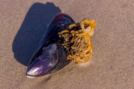 Empty Sea shell on the beach, Cape Town, South Africaの写真素材