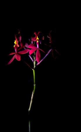 Brightly colored Orchid flowers blossoming in the darkの写真素材