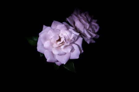 White Garden Rose in bloom in the dark, Cape Town, South Africa