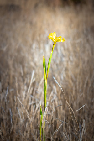 A Single Yellow wildflower growing in a wilderness of dried long brown grass, Cape Town, South...