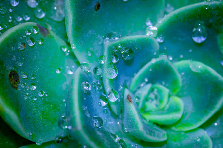 Rain drops on green hen and chicken cactus plant (Echeveria elegans ), Cape Town, South Africa