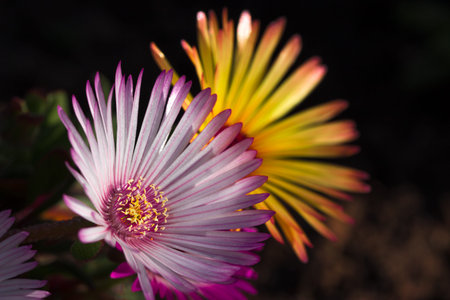 Purple and yellow Fynbos Flower in bloom on top of Table Mountain, Cape Town, South Africa