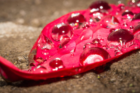 Poinsettia flower petal (Euphorbia pulcherrima) lying on the ground covered in dew drops, Cape Town,...