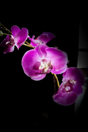 Brightly colored pink, purple, white and yellow shaded orchid flowers blossomingの写真素材