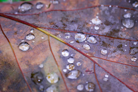 Rain drops on brown dead leaf, Cape Town, South Africa