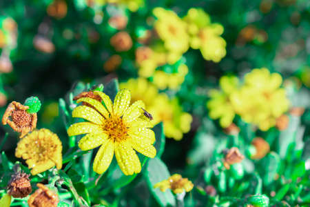 Yellow Garden Flower in bloom covered in rain drops, Cape Town, South Africaの写真素材