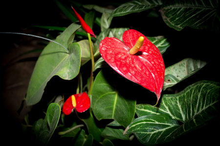 Red peace lily flower in the dark (Spathiphyllum), Cape Town, South Africa