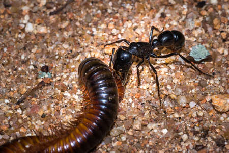 African stink Ant (pachycondyla tarsata) attacking a red millipede, Kruger National Park, South Africaの写真素材