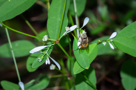 Small Black and orange Bee covered in yellow pollen feeding on garden plants, Cape Town, South...