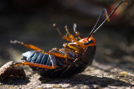 Black and orange Female cockroach (deropeltis eryrthrocephala) beetle lying stuck on its back, South Africaの写真素材