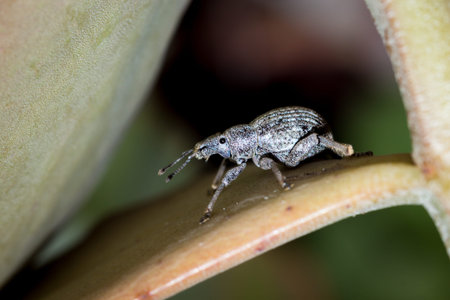 Grey Bearded weevil (Protostrophus), Kruger National Park, South Africa