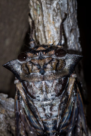 Axe Head Cicada (Oxypleura lenihani), Kruger National Park, South Africa