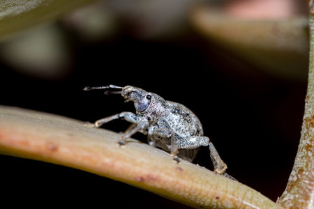 Grey Bearded weevil (Protostrophus), Kruger National Park, South Africa