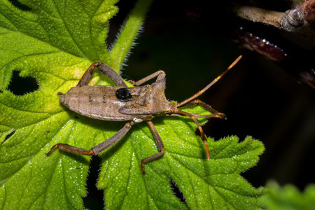 Twig wilter bug (Holopterna alata), Cape Town, South Africa