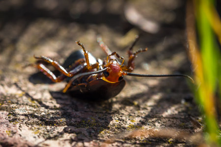 Black and orange Female cockroach (deropeltis eryrthrocephala) beetle lying stuck on its back, South...