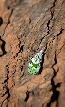 Green and white spotted Plant hopper beetle, South Africa