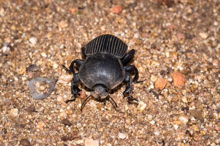 Flattened Giant dung beetle (Pachylomerus femoralis), Kruger National Park, South Africa