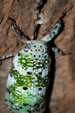 Green and white spotted Plant hopper beetle, South Africa